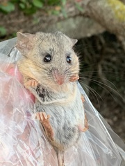 Peromyscus californicus