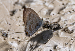Catopyrops florinda