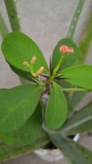 Euphorbia milii