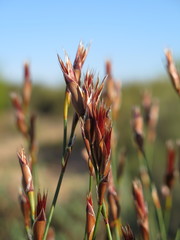 Willdenowia glomerata