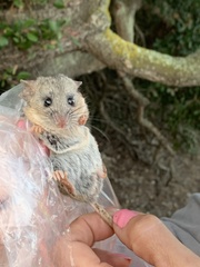 Peromyscus californicus