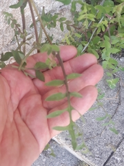 Sonchus tenerrimus tenerrimus