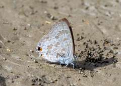 Catopyrops florinda
