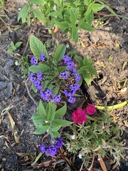 Heliotropium arborescens
