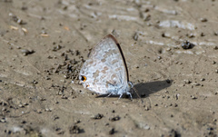Catopyrops florinda