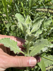 Pseudoconyza viscosa