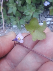 Cymbalaria muralis
