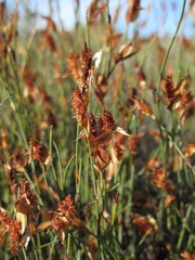Willdenowia glomerata