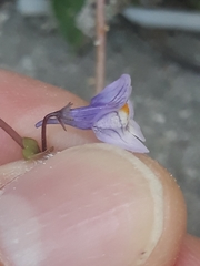 Cymbalaria muralis