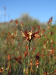 Willdenowia glomerata