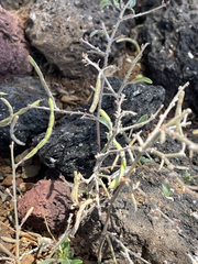 Desmodium scorpiurus