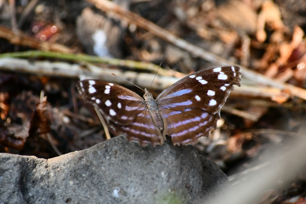 Blackened Bluewing