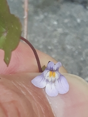 Cymbalaria muralis