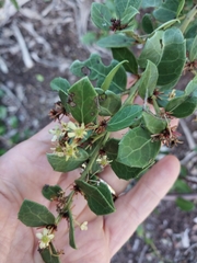 Maytenus procumbens