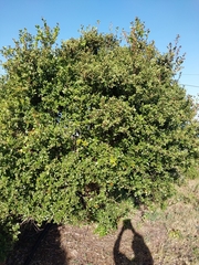Maytenus procumbens