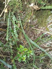 Melpomene moniliformis