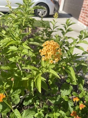 Lantana depressa