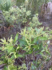 Quercus pumila