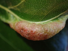 Pemphigus populivenae