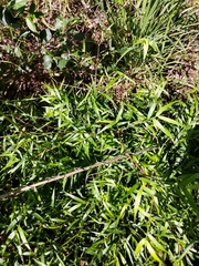 Liliopsida