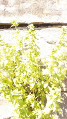 Chenopodiastrum hybridum