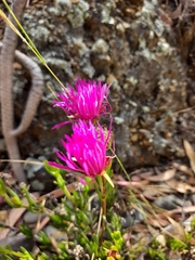 Lampranthus spectabilis