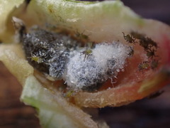 Pemphigus populivenae