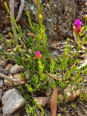 Lampranthus spectabilis