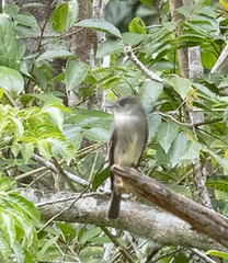 Contopus cinereus
