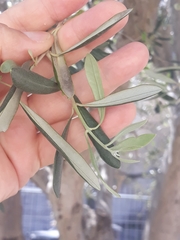 Olea europaea