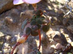 Oxalis convexula