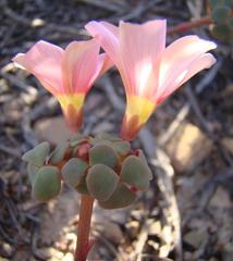 Oxalis convexula