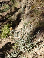 Achyrocline saturejoides