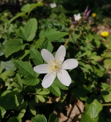 Anemonoides nemorosa