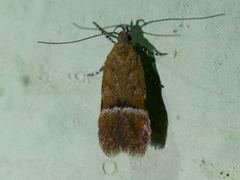 Eudactylota iobapta