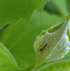Chironomidae