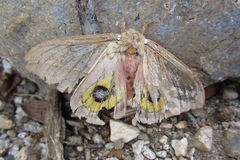 Automeris cecrops pamina