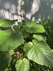 Clerodendrum speciosissimum