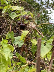 Ipomoea alba