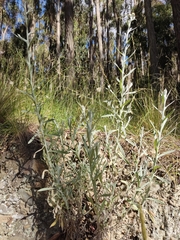 Achyrocline saturejoides