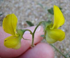 Crotalaria excisa excisa