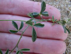 Crotalaria excisa excisa