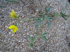 Crotalaria excisa excisa
