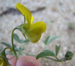Crotalaria excisa excisa