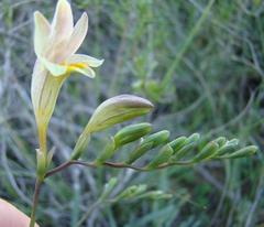 Freesia refracta