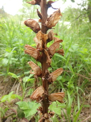 Orobanche laxissima