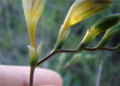 Freesia refracta