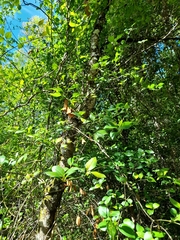Magnoliopsida
