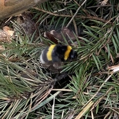 Bombus cryptarum
