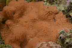 Botrylloides leachii